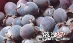 山捻子果图片 山捻子的功效与作用