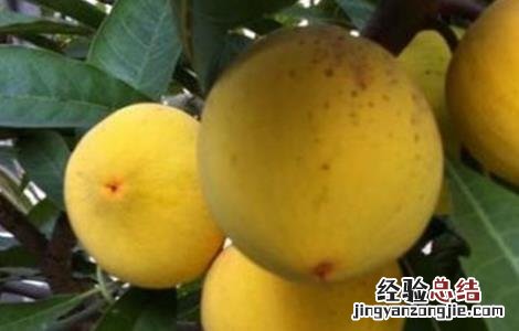 蛋黄果管理注意事项有哪些 蛋黄果管理注意事项