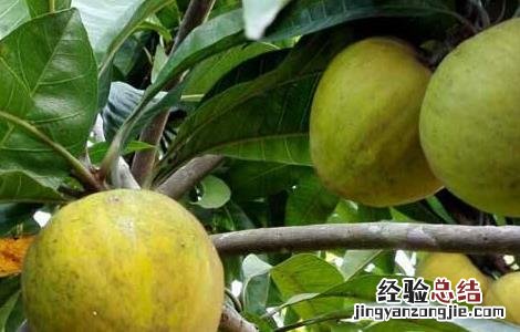 蛋黄果管理注意事项有哪些 蛋黄果管理注意事项