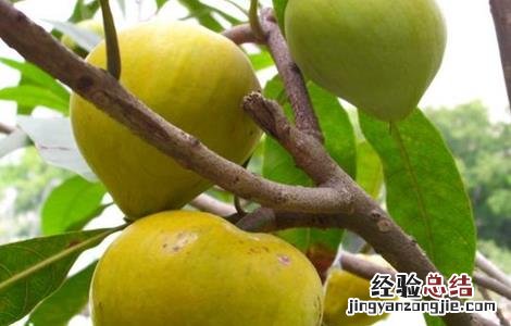 蛋黄果管理注意事项有哪些 蛋黄果管理注意事项