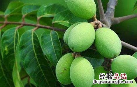 橄榄树怎么整形修剪好看 橄榄树怎么整形修剪