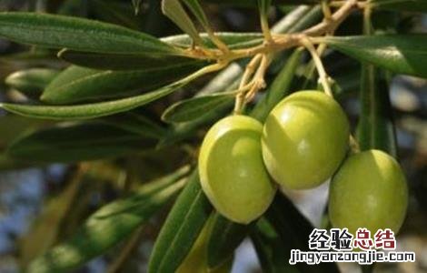 橄榄树怎么整形修剪好看 橄榄树怎么整形修剪