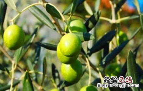 橄榄树怎么整形修剪好看 橄榄树怎么整形修剪