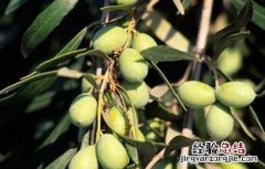橄榄树怎么整形修剪好看 橄榄树怎么整形修剪