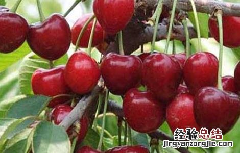 车厘子矮化密植技术 车厘子矮化盆栽