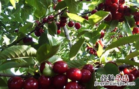 车厘子矮化密植技术 车厘子矮化盆栽