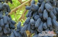 蓝宝石葡萄种植管理技术 蓝宝石葡萄的花果管理技术