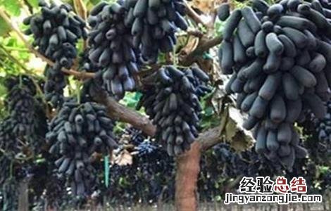 蓝宝石葡萄种植管理技术 蓝宝石葡萄的花果管理技术