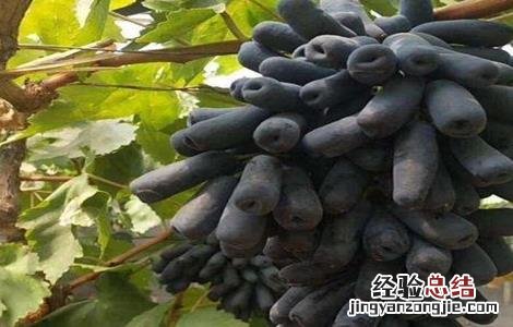 蓝宝石葡萄种植管理技术 蓝宝石葡萄的花果管理技术