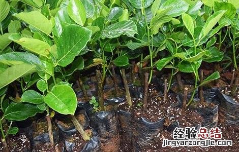 榴莲的繁殖方法如下 榴莲的繁殖方法
