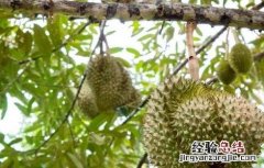 榴莲的繁殖方法如下 榴莲的繁殖方法