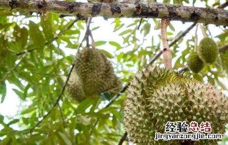 榴莲的繁殖方法如下 榴莲的繁殖方法