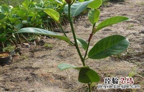 榴莲的繁殖方法如下 榴莲的繁殖方法