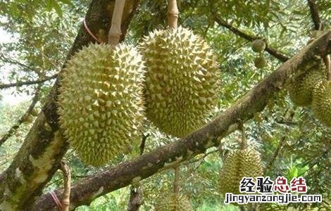榴莲的繁殖方法如下 榴莲的繁殖方法