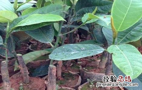 榴莲的繁殖方法如下 榴莲的繁殖方法