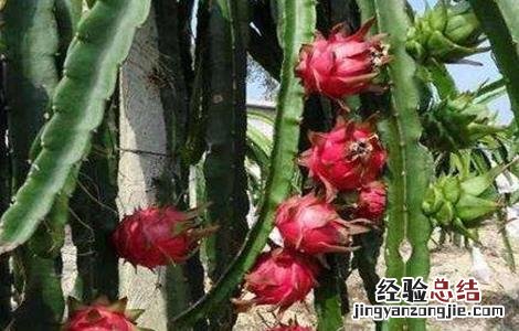 火龙果的繁殖方法 火龙果的繁殖方法和过程