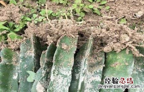 火龙果的繁殖方法 火龙果的繁殖方法和过程
