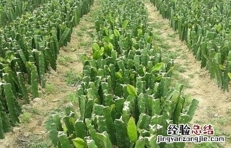 火龙果的繁殖方法 火龙果的繁殖方法和过程