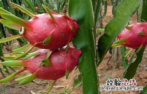火龙果的繁殖方法 火龙果的繁殖方法和过程