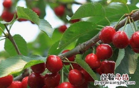 车厘子种植条件和区域视频 车厘子种植条件