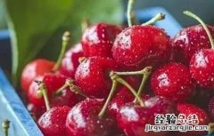 车厘子种植条件和区域视频 车厘子种植条件