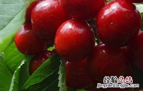 车厘子种植条件和区域视频 车厘子种植条件