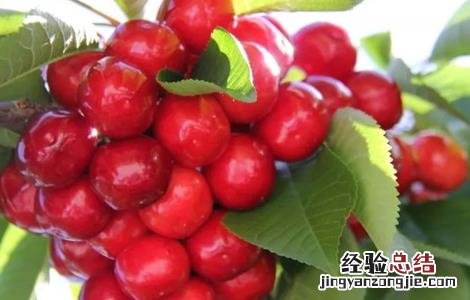 车厘子种植条件和区域视频 车厘子种植条件