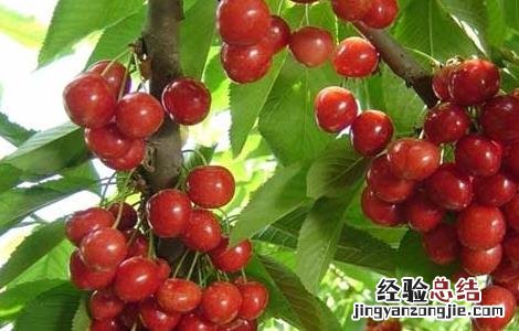 车厘子种植条件和区域视频 车厘子种植条件