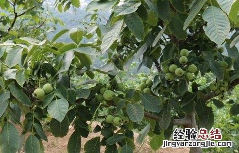 核桃树的施肥方法有哪些 核桃树的施肥方法