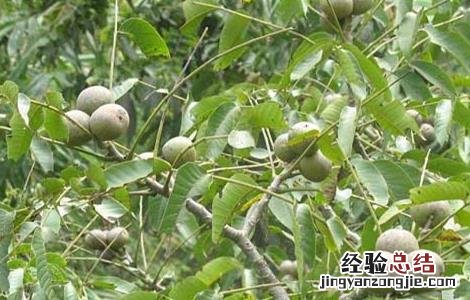 核桃树的施肥方法有哪些 核桃树的施肥方法