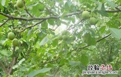 核桃树的施肥方法有哪些 核桃树的施肥方法