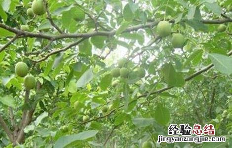 核桃树的施肥方法有哪些 核桃树的施肥方法