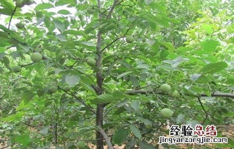 核桃树的施肥方法有哪些 核桃树的施肥方法