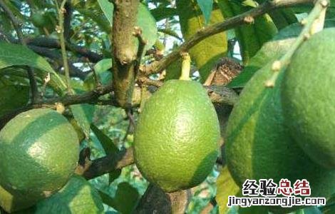 柠檬树怎么修剪 柠檬树怎么修剪才能结果