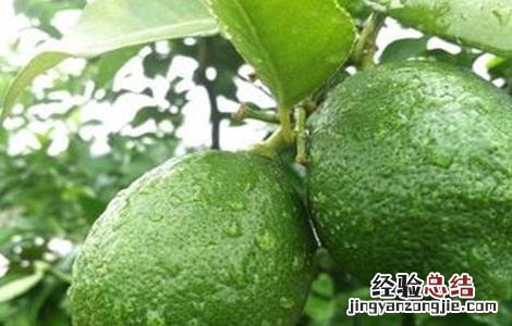 柠檬树怎么修剪 柠檬树怎么修剪才能结果