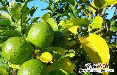 柠檬树怎么修剪 柠檬树怎么修剪才能结果