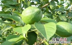 柠檬树怎么修剪 柠檬树怎么修剪才能结果