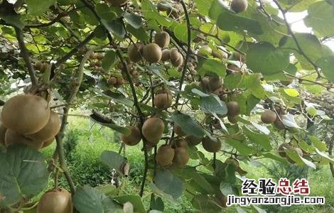 猕猴桃树修剪注意事项有哪些 猕猴桃树修剪注意事项