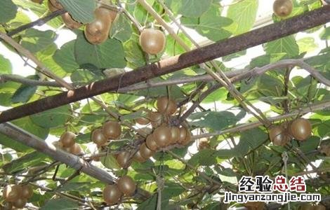 猕猴桃树修剪注意事项有哪些 猕猴桃树修剪注意事项