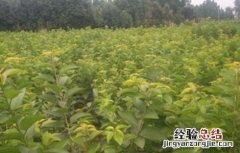 车厘子怎样繁殖? 车厘子该怎么繁殖