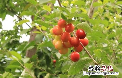 车厘子怎样繁殖? 车厘子该怎么繁殖