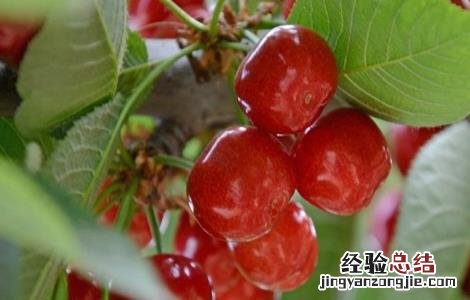 车厘子怎样繁殖? 车厘子该怎么繁殖