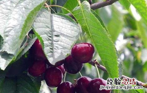车厘子怎样繁殖? 车厘子该怎么繁殖