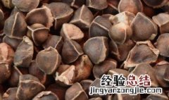 辣木籽怎样食用方法 辣木籽怎样食用