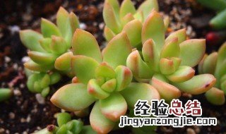 多肉铭月开花吗 多肉铭月开花图片