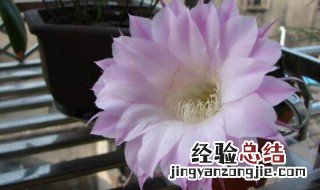 仙人球开花代表什么 仙人球开花代表什么好兆头