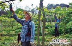 猕猴桃树的修剪技术有哪些 猕猴桃树的修剪技术