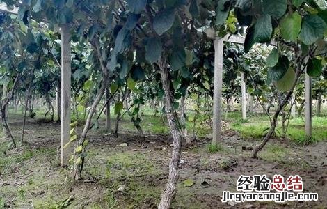 猕猴桃树的修剪技术有哪些 猕猴桃树的修剪技术