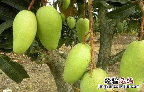 芒果树修剪技术与管理 芒果树修剪技术