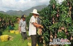芒果树修剪技术与管理 芒果树修剪技术